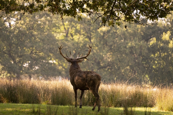 cerf2024-1web394DDBFB-B75D-1C1B-4ADD-5D064B4557C7.jpg