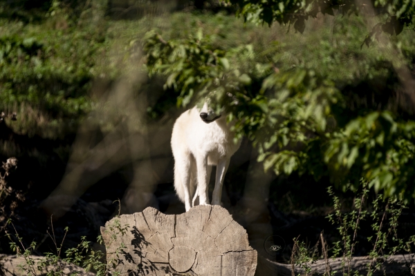 loupblanc1web3BD0D759-ADE8-658B-3C7F-AA9C056A9F92.jpg
